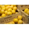 Pomelos lot de 3