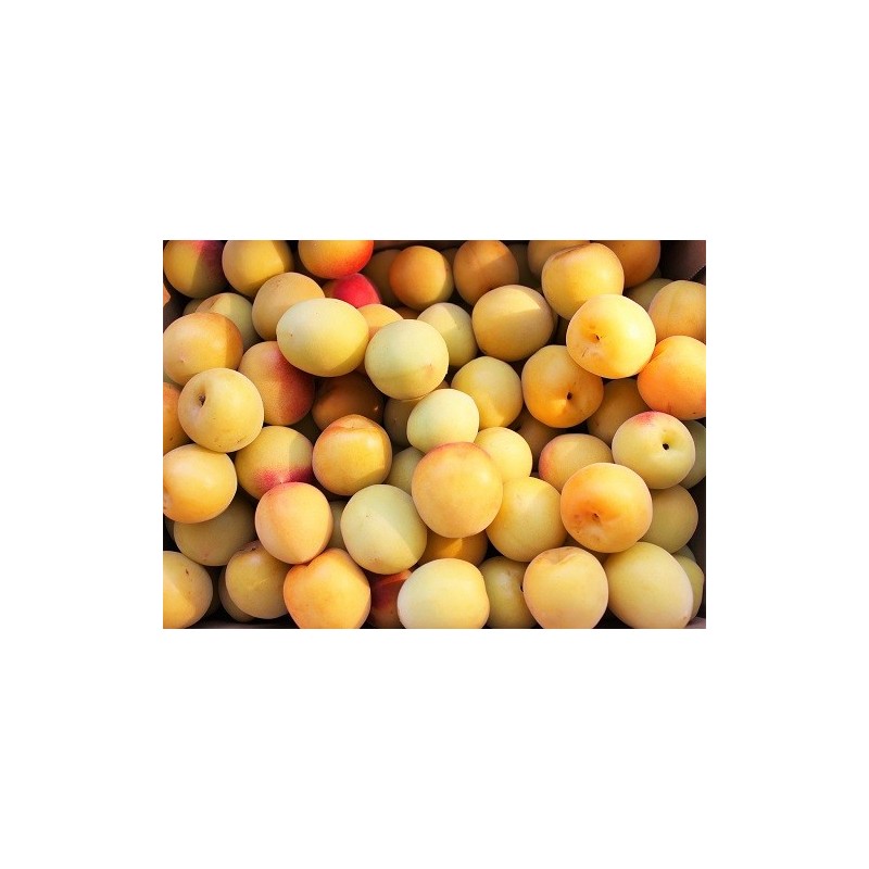 Prune Mirabelle Kg