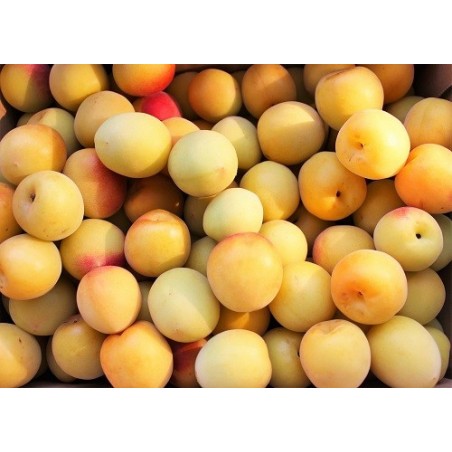 Prune Mirabelle Kg
