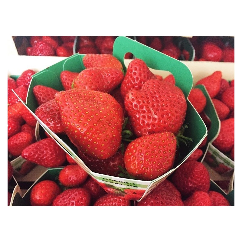 Fraises normande 500g