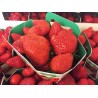 Fraises normande 500g