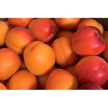 Abricots 500g
