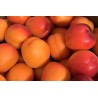 Abricots 500g