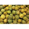 Prune Reine claude 500g