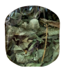 TISANE REGAL DU MERLE TDS  G