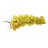 Raisins Chasselas 500g