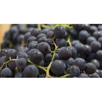 RAISIN NOIR MUSCAT 500g
