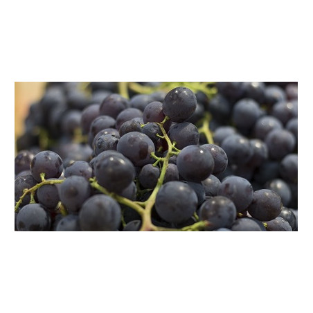 RAISIN NOIR MUSCAT 500g