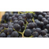 RAISIN NOIR MUSCAT 500g